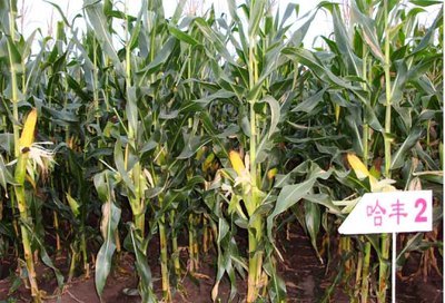 全部產品,全部產品價格,全部產品規格,全部產品廠家&ndash;同江市春茂種業有限責任公司