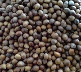 今年紅豆杉種子什么價格_今年紅豆杉種子什么價格價格_今年紅豆杉種子什么價格廠家-勤加緣網【江蘇綠鼎種業】