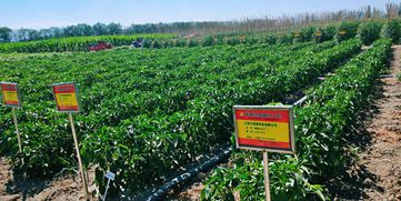 新疆絲路種業大會優品推介評選結果新鮮出爐