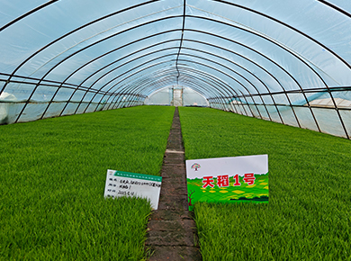 黑龍江凱瑞威種業(yè)官網(wǎng), 0451-55130496,天稻1號(hào),金苑玉177,凱瑞威種業(yè),凱瑞威農(nóng)業(yè)