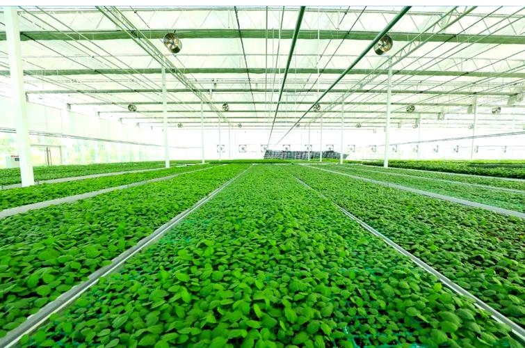 壽光蔬菜種業(yè)集團(tuán)西環(huán)基地:育苗業(yè)務(wù)全面啟動(dòng)