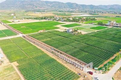 海墾南繁產(chǎn)業(yè)集團 深度參與南繁產(chǎn)業(yè)建設，打造種業(yè)新力量