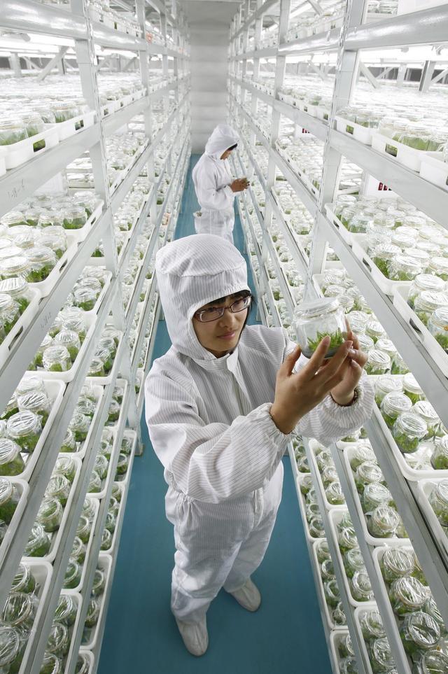 科技賦能 川蜀沃土育良種——四川推進畜禽種業(yè)自主創(chuàng)新的實踐與準備